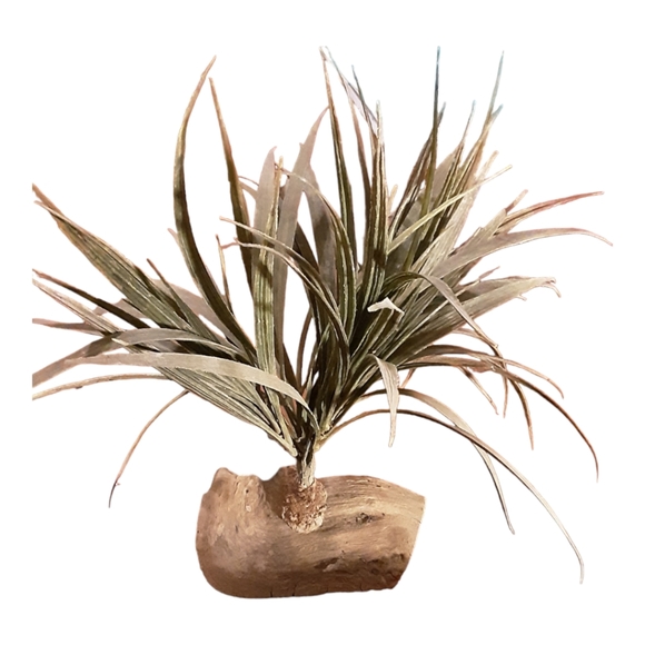 Aquarium Pieces - Picture 2 of 7